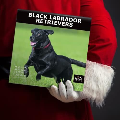 Micasa Black Labrador Retrievers 2023 Месечен календар на wallидови | 12 x 24 отворено | Дебела и цврста хартија | Подарок |
