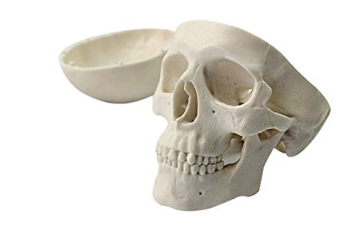 Doc.Royal Education Mini Skull Human Medical Medical Anatomical Head Sone Scull Skull Bone Model