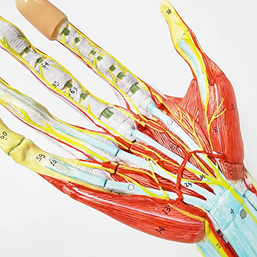 ЕВОТЕХ Нумериран анатомски модел на анатомски скелети w/коски мускули лигаментите нерви и крвни садови, 7 дела со големина на