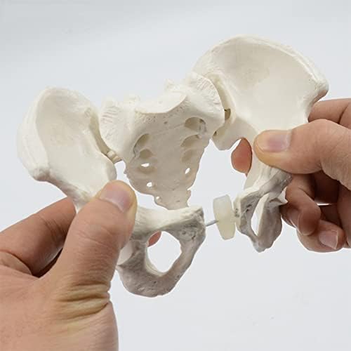 Модел на карлица модел мини човечки скелет модел Подвижен скелет анатомија модел на женски карлица модел за настава, презентација,